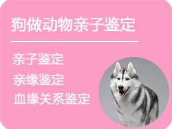 浙江省狗做动物亲子鉴定