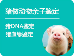 浙江省猪做动物亲子鉴定